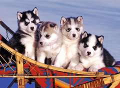Husky Welpen - Bild 2 - Klicken zum Vergößern