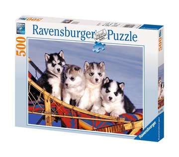 Husky Welpen