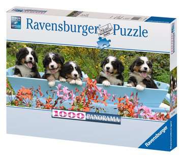 Berner Sennenhunde