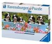 Berner Sennenhunde