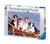 Husky Welpen