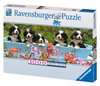 Berner Sennenhunde